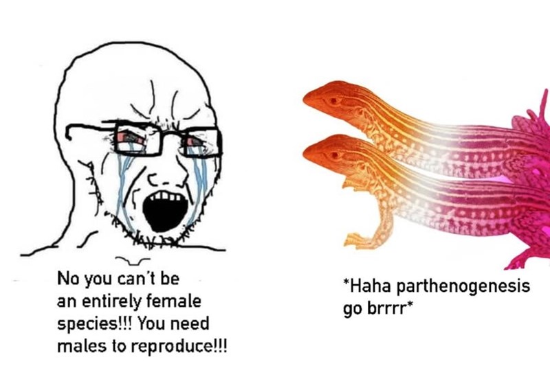 No you can't be an entirely female species!!! You need males to reproduce!!! *Haha parthenogenesis go brrrr*