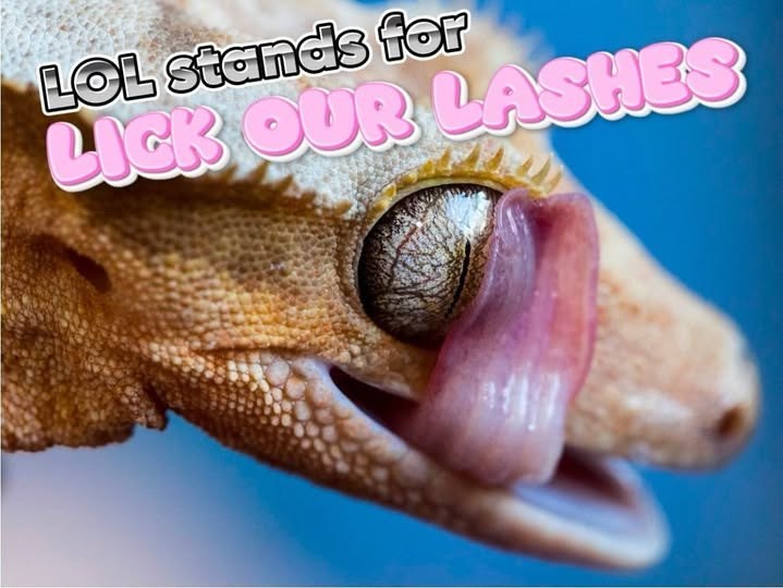 LOL stands for LICK OUR LASHES