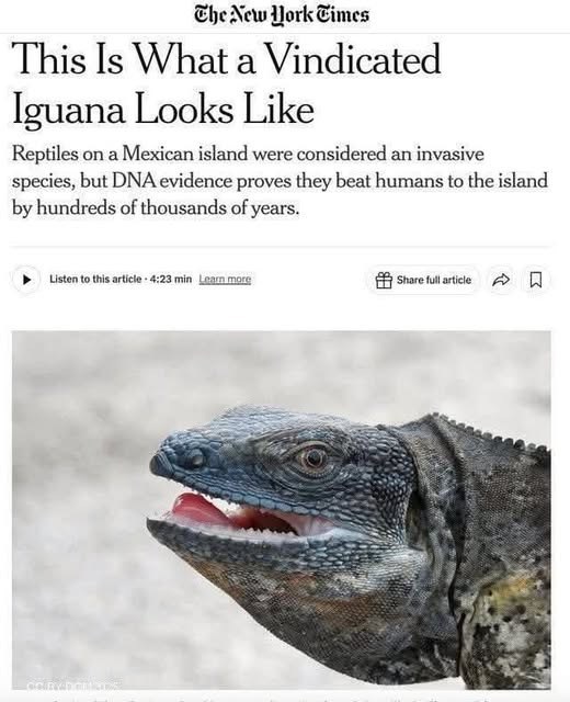 The New York Times This Is What a Vindicated Iguana Looks Like Reptiles on a Mexican island were considered an invasive species, but DNA evidence proves they beat humans to the island by hundreds of thousands of years. Listen to this article 4:23 min Learn more Share full article
