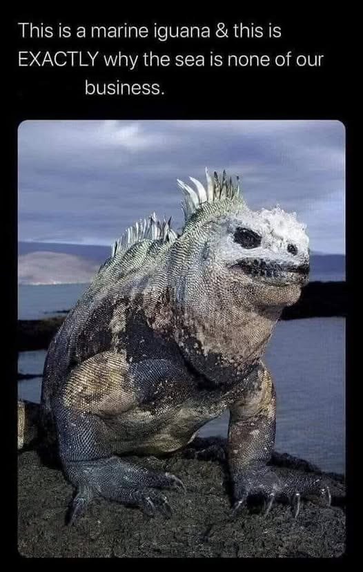 This is a marine iguana & this is EXACTLY why the sea is none of our business.