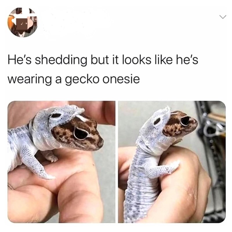 He's shedding but it looks like he's wearing a gecko onesie
