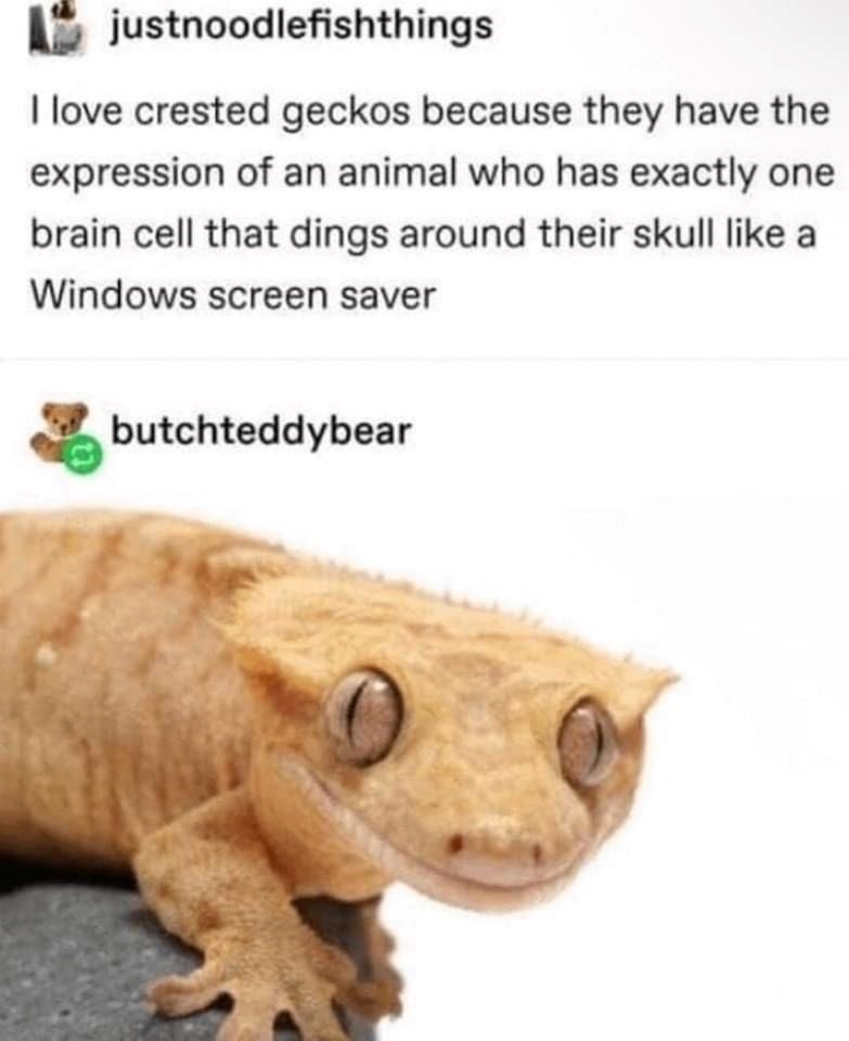 justnoodlefishthings I love crested geckos because they have the expression of an animal who has exactly one brain cell that dings around their skull like a Windows screen saver butchteddybear