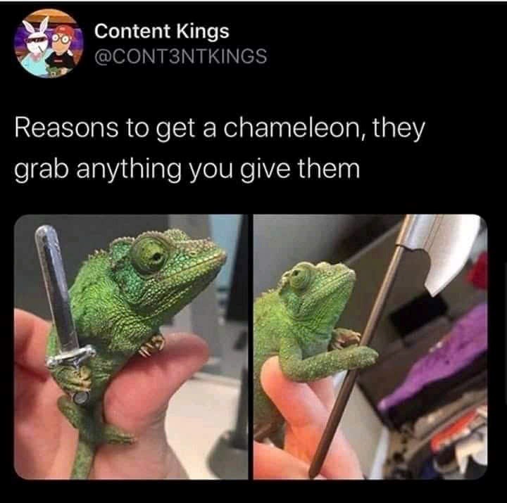 Content Kings @CONT3NTKINGS Reasons to get a chameleon, they grab anything you give them INS