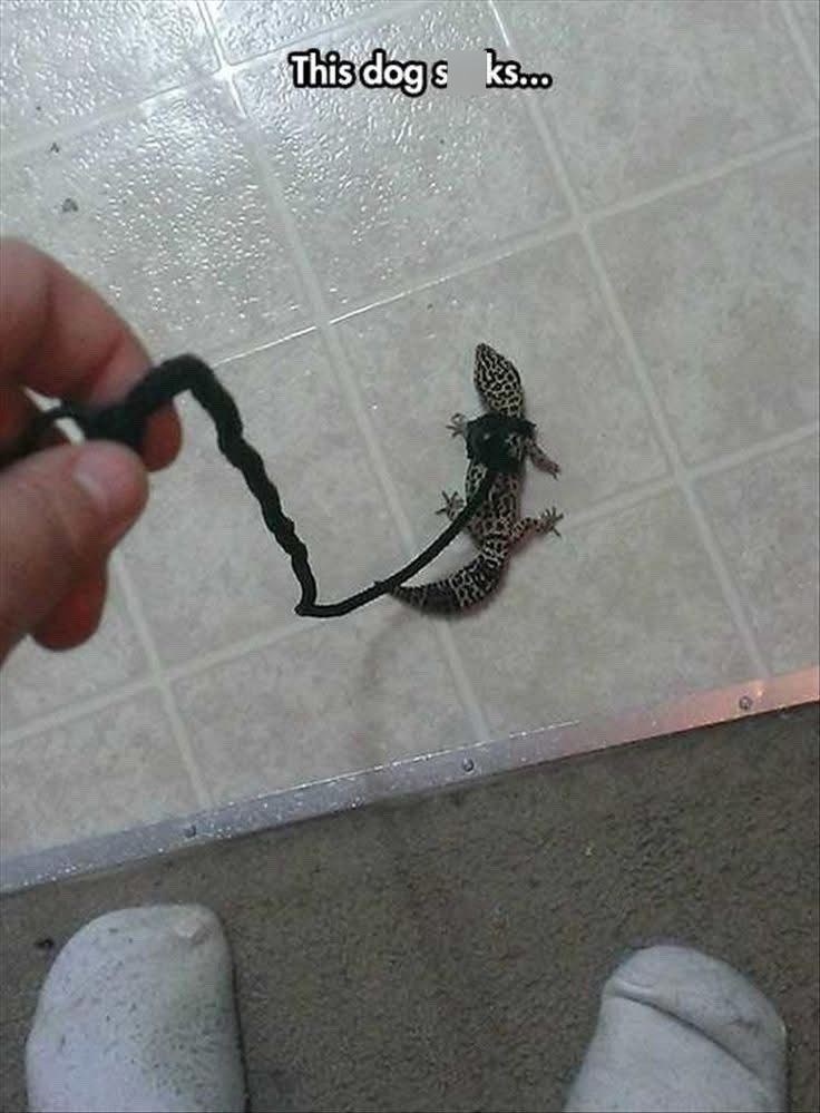 This dogs ks...