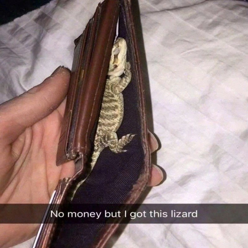 No money but I got this lizard