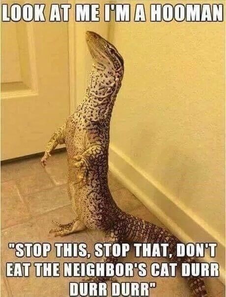 LOOK AT ME I'M A HOOMAN "STOP THIS, STOP THAT, DON'T EAT THE NEIGHBOR'S CAT DURR DURR DURR"