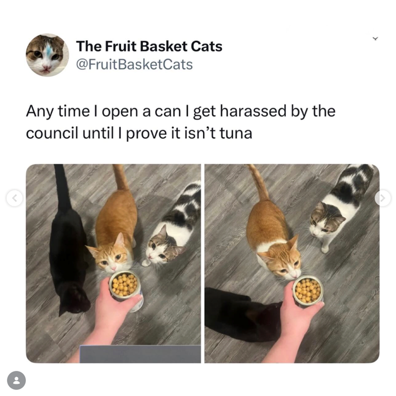 The Fruit Basket Cats @Fruit BasketCats Any time I open a can I get harassed by the council until I prove it isn't tuna < •