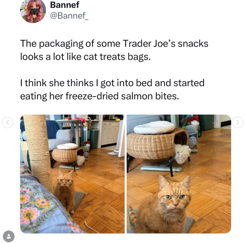 < Bannef @Bannef The packaging of some Trader Joe's snacks looks a lot like cat treats bags. I think she thinks I got into bed and started eating her freeze-dried salmon bites. >