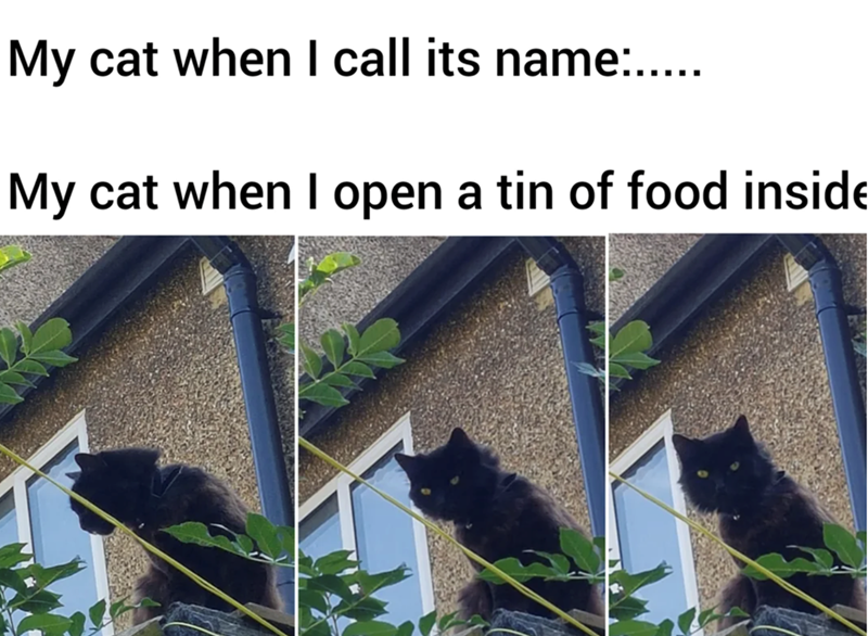 My cat when I call its name:..... My cat when I open a tin of food inside