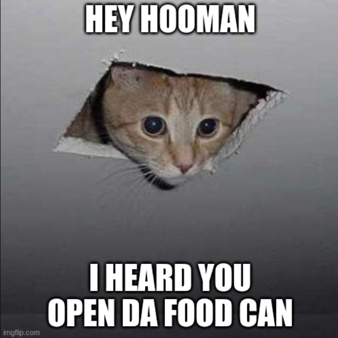 HEY HOOMAN imgflip.com I HEARD YOU OPEN DA FOOD CAN