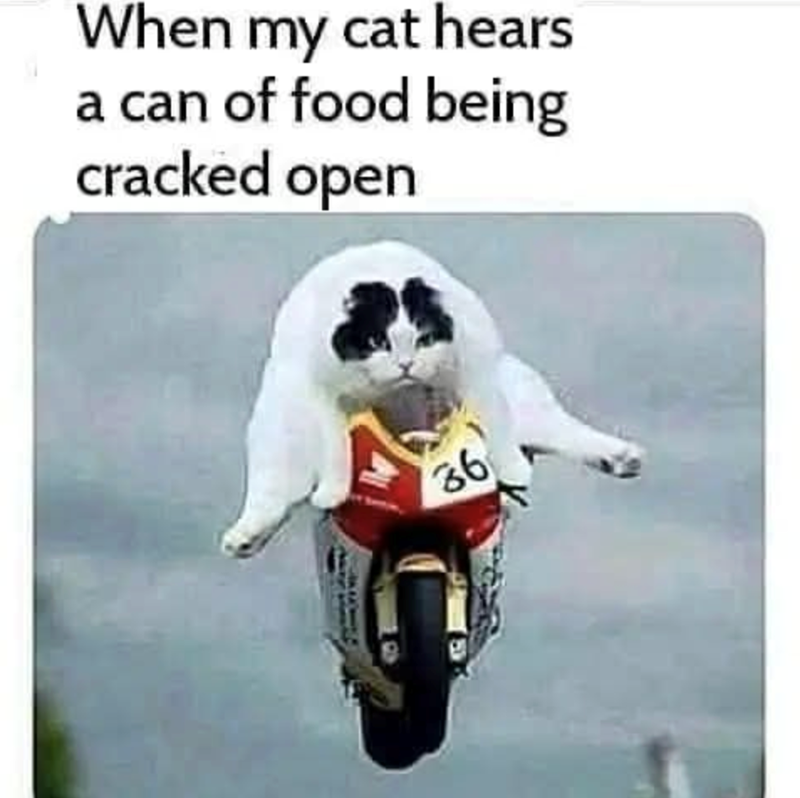 When my cat hears a can of food being cracked open 36