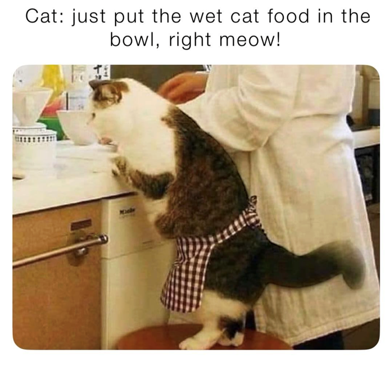 Cat: just put the wet cat food in the bowl, right meow!