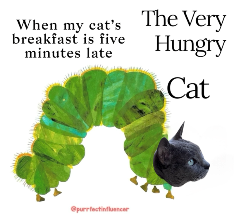 When my cat's breakfast is five minutes late The Very Hungry Cat @purrfectinfluencer