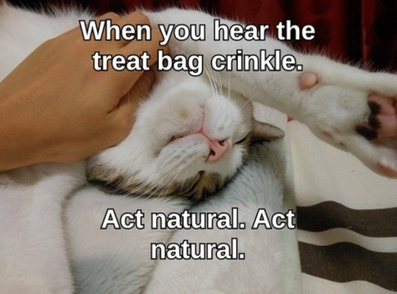 When you hear the treat bag crinkle. Act natural. Act natural.