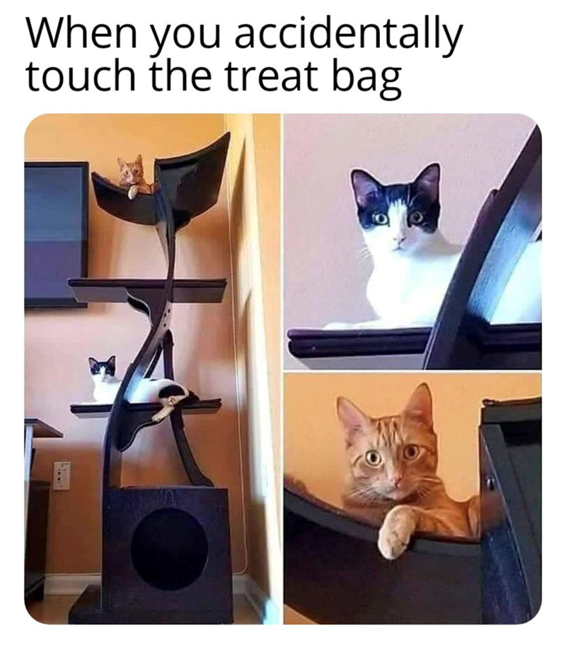 When you accidentally touch the treat bag