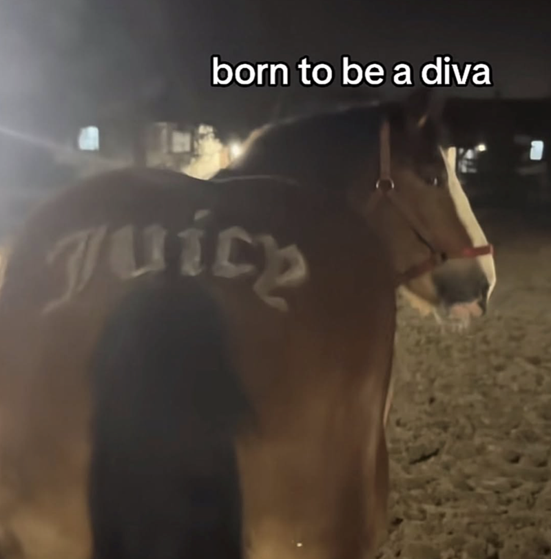 born to be a diva Juice