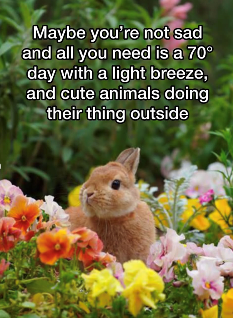 Maybe you're not sad and all you need is a 70° day with a light breeze, and cute animals doing their thing outside