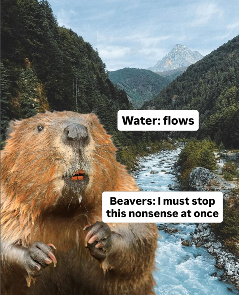 Water: flows Beavers: I must stop this nonsense at once