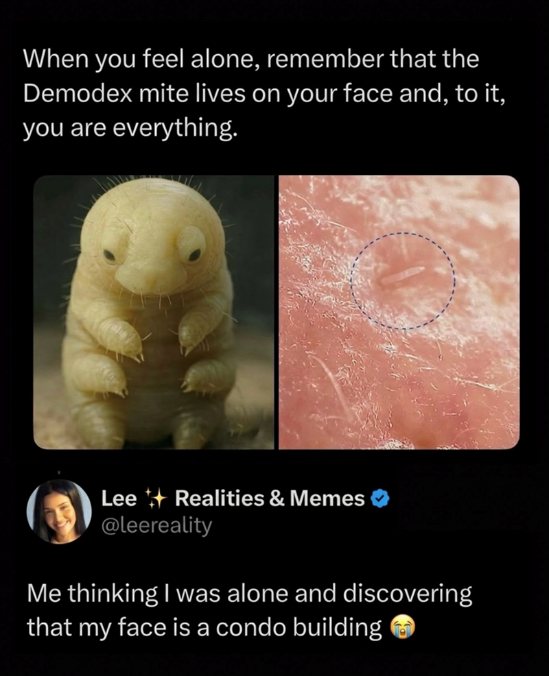 When you feel alone, remember that the Demodex mite lives on your face and, to it, you are everything. Lee Realities & Memes ✔ @leereality Me thinking I was alone and discovering that my face is a condo building