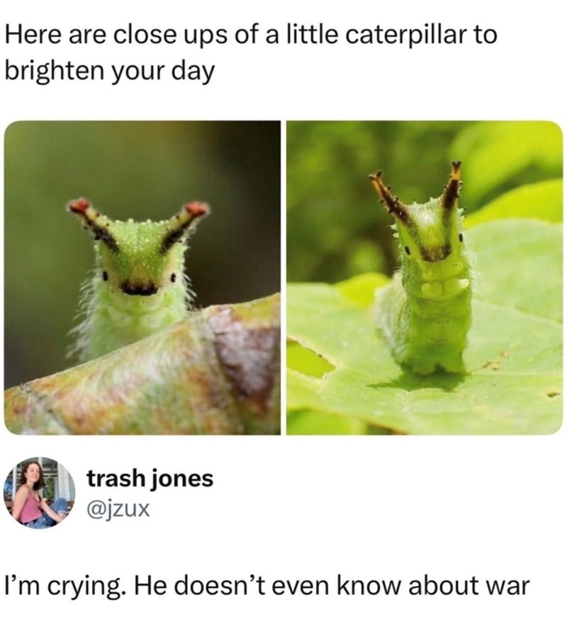 Here are close ups of a little caterpillar to brighten your day trash jones @jzux I'm crying. He doesn't even know about war