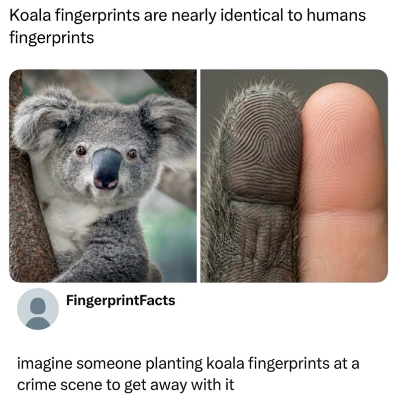 Koala fingerprints are nearly identical to humans fingerprints FingerprintFacts imagine someone planting koala fingerprints at a crime scene to get away with it