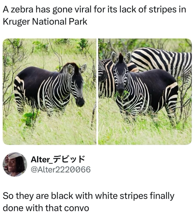 A zebra has gone viral for its lack of stripes in Kruger National Park Alter_デビッド @Alter2220066 So they are black with white stripes finally done with that convo