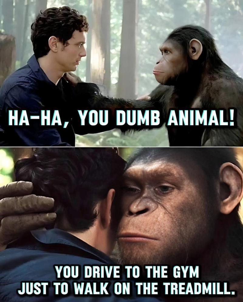 HA-HA, YOU DUMB ANIMAL! YOU DRIVE TO THE GYM JUST TO WALK ON THE TREADMILL.