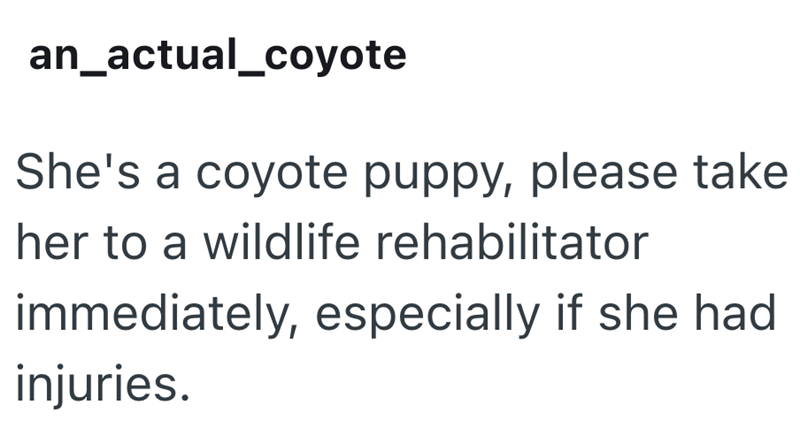 an_actual_coyote She's a coyote puppy, please take her to a wildlife rehabilitator immediately, especially if she had injuries.