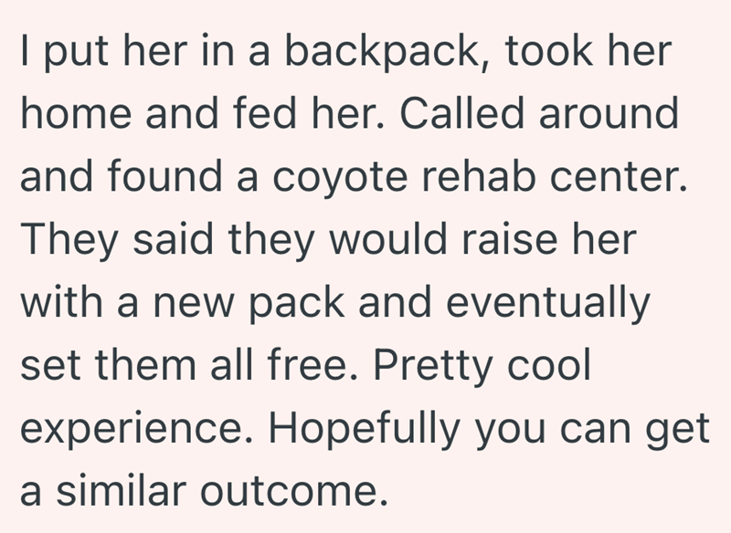 I put her in a backpack, took her home and fed her. Called around and found a coyote rehab center. They said they would raise her with a new pack and eventually set them all free. Pretty cool experience. Hopefully you can get a similar outcome.