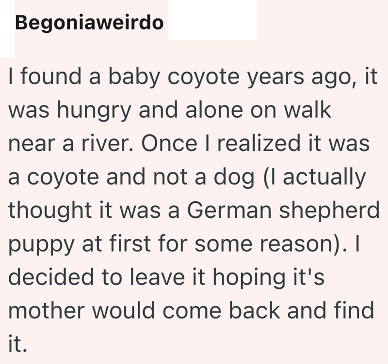 Begoniaweirdo I found a baby coyote years ago, it was hungry and alone on walk near a river. Once I realized it was a coyote and not a dog (I actually thought it was a German shepherd puppy at first for some reason). I decided to leave it hoping it's mother would come back and find it.