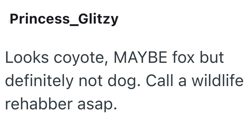 Princess_Glitzy Looks coyote, MAYBE fox but definitely not dog. Call a wildlife rehabber asap.