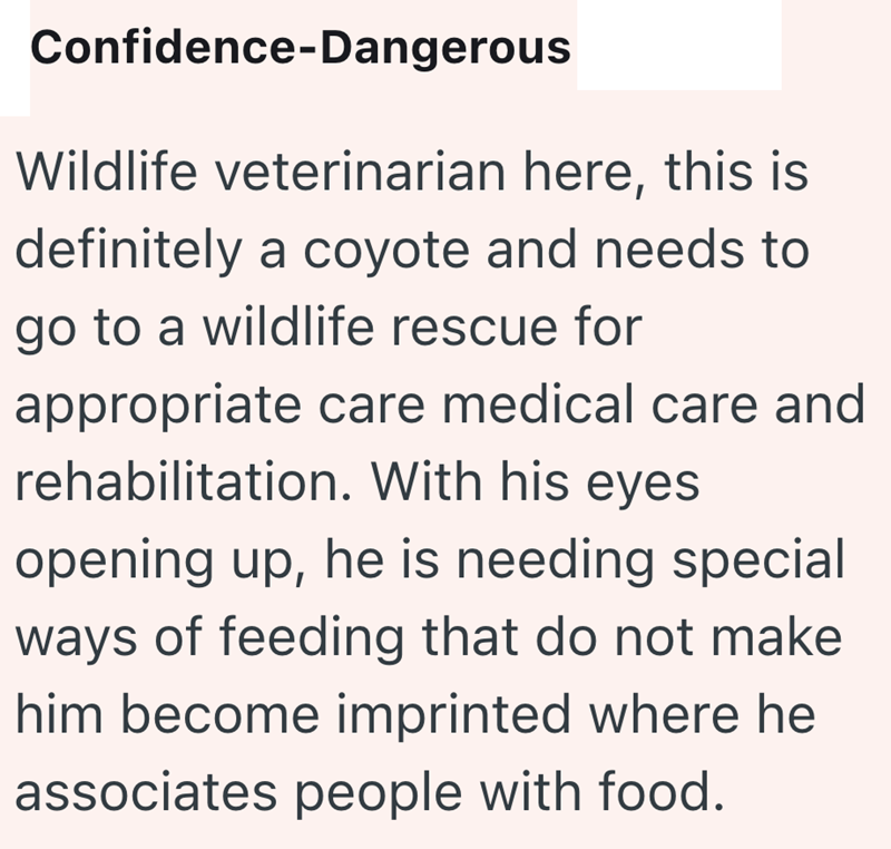 Confidence-Dangerous Wildlife veterinarian here, this is definitely a coyote and needs to go to a wildlife rescue for appropriate care medical care and rehabilitation. With his eyes opening up, he is needing special ways of feeding that do not make him become imprinted where he associates people with food.