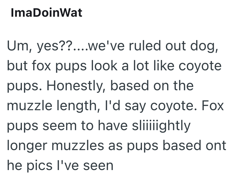 ImaDoinWat Um, yes??....we've ruled out dog, but fox pups look a lot like coyote pups. Honestly, based on the muzzle length, I'd say coyote. Fox pups seem to have sliiiiightly longer muzzles as pups based ont he pics I've seen