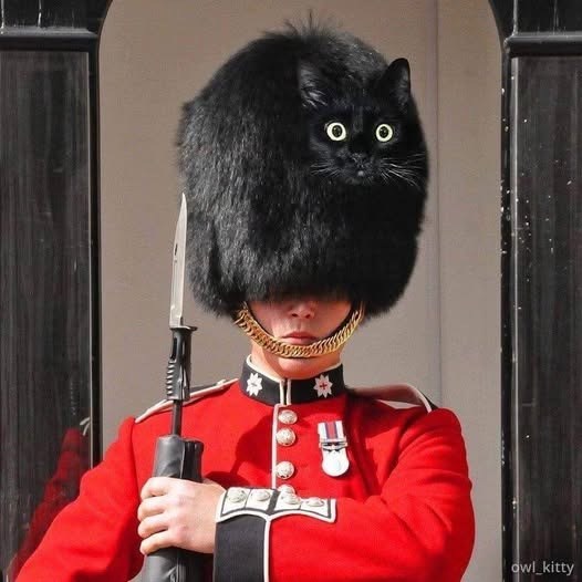 Ο Ο t owl_kitty