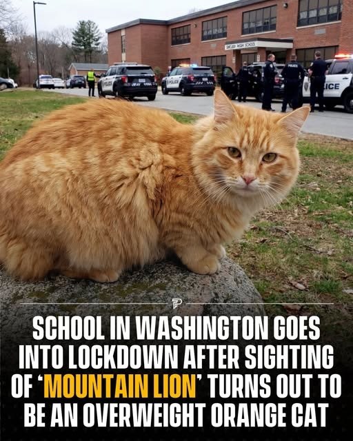 SED AGH 1200 ICE P SCHOOL IN WASHINGTON GOES INTO LOCKDOWN AFTER SIGHTING OF 'MOUNTAIN LION' TURNS OUT TO BE AN OVERWEIGHT ORANGE CAT