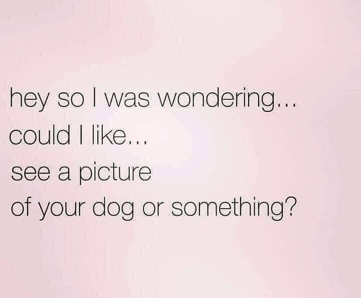 hey so I was wondering.... could I like... see a picture of your dog or something?