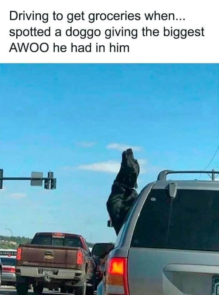 Driving to get groceries when... spotted a doggo giving the biggest AWOO he had in him