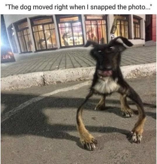 "The dog moved right when I snapped the photo..."