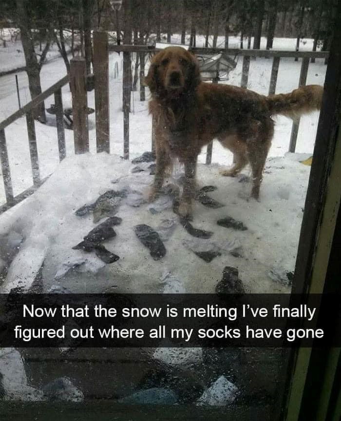 Now that the snow is melting I've finally figured out where all my socks have gone