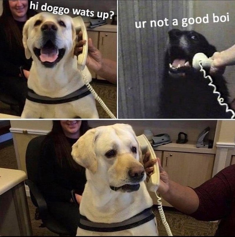 hi doggo wats up? ur not a good boi Awwwww