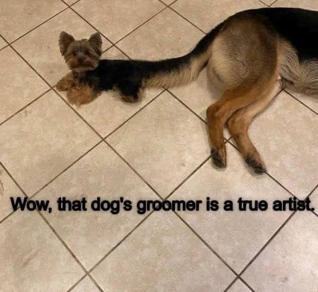 Wow, that dog's groomer is a true artist.