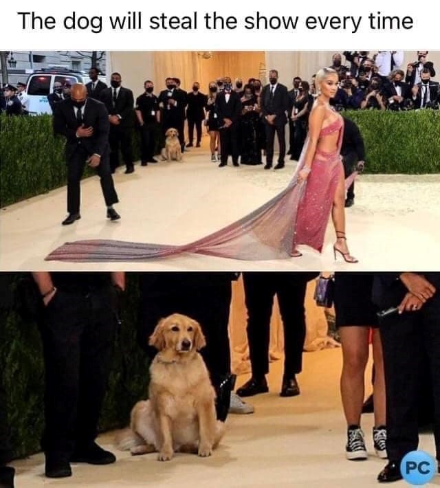 The dog will steal the show every time PC