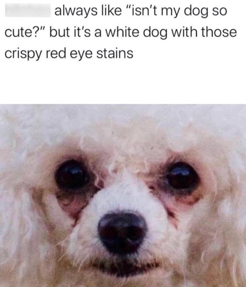 always like "isn't my dog so cute?" but it's a white dog with those crispy red eye stains