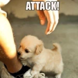 ATTACK!