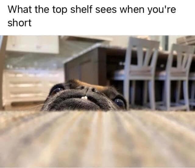 What the top shelf sees when you're short