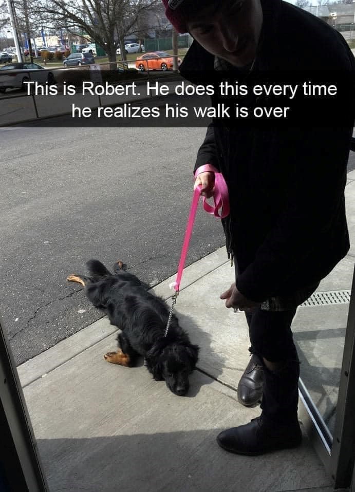 This is Robert. He does this every time he realizes his walk is over
