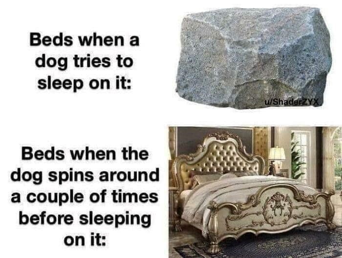 Beds when a dog tries to sleep on it: u/ShaderZYX Beds when the dog spins around a couple of times before sleeping on it: