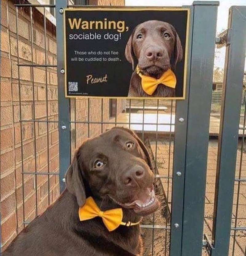 Warning, sociable dog! Those who do not flee will be cuddled to death. Peanut