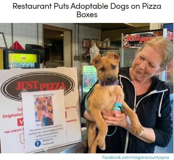 Restaurant Puts Adoptable Dogs on Pizza Boxes 10 JUST PIZZA Please adopt mel Sp Originator "WE CREATE V My name is Cinnamon and m 2 months old. Ive at Maga SPCA Take to live with j Share on Facebook! teak Pizza ITATEL DONATE Wing Facebook.com/niagaracountyspca