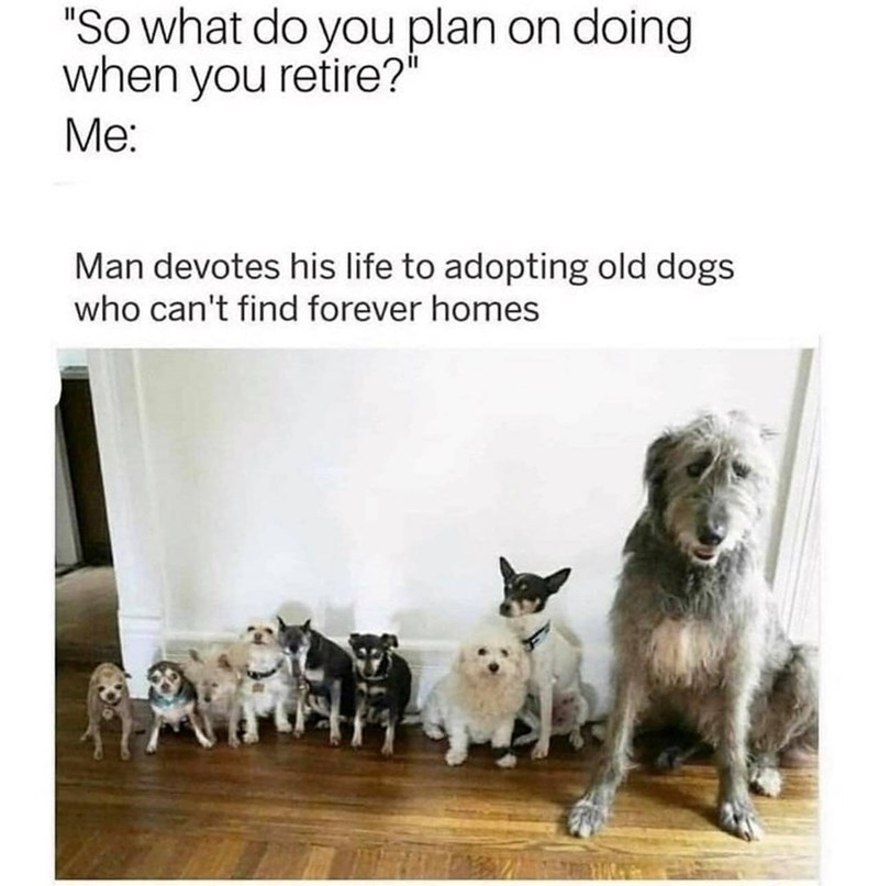"So what do you plan on doing when you retire?" Me: Man devotes his life to adopting old dogs who can't find forever homes